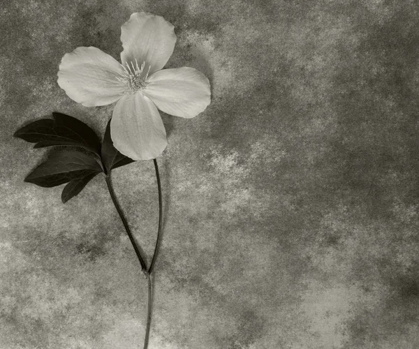 Condolence card - white flower