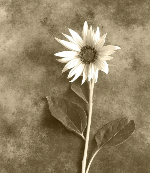 Condolence card - sunflower