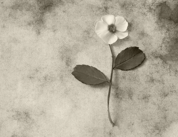 Condolence card - white flower
