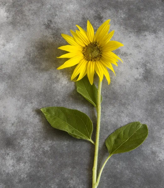 Condolence card - yellow sunflower
