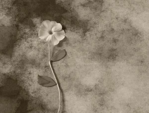 Condolence card - white flower