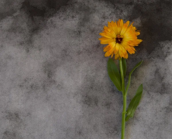 Condolence card with yellow flower