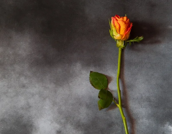 Condolence card with yellow rose