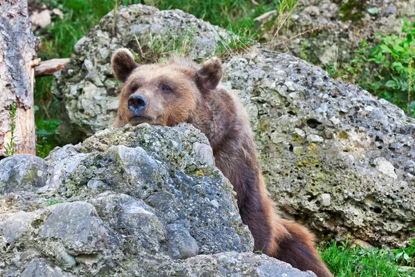 Bear relaxed in nature. Wild animal relaxed