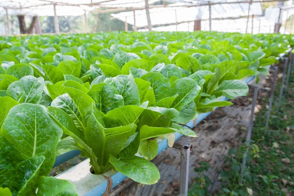 Hydroponic vegetable is planted in a garden