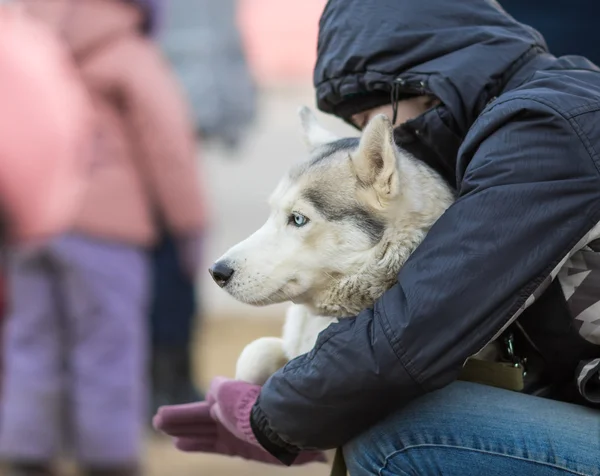 Dog Owner Hug his Husky Dog. People Loves Dog Concept