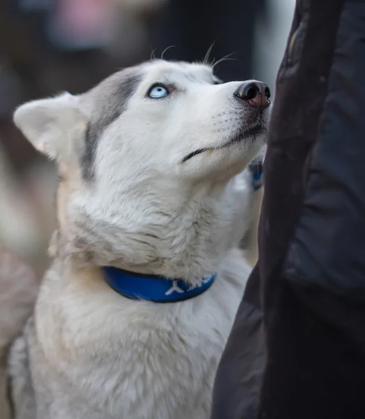 Cute Syberian Husky Dog Looking at His Owner. Hungry Husky Dog P