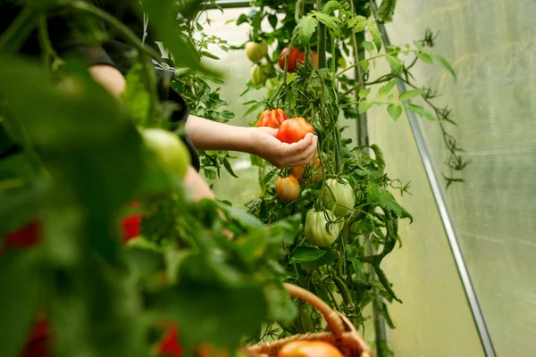 Hand picking tomatoes from the plant in greenhouse