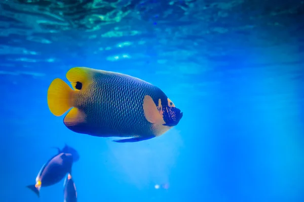 Blueface Angel Fish