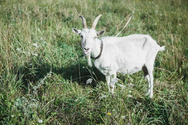 Funny goat in field