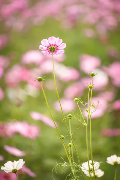 Beautiful single cosmos in colorful flower field