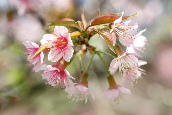 Beautiful close up cherry blossom