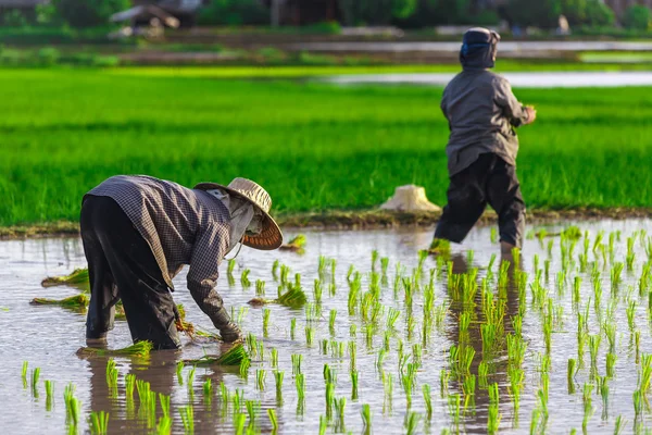 Thai farmer growing young rice in field