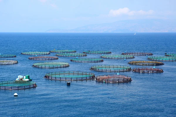 Cage salmon farm in southern Chile, fish