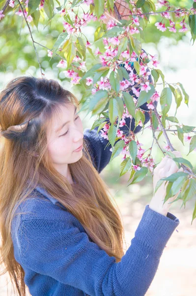 Asian woman with Himalayan Cherry Or Cherry blossom