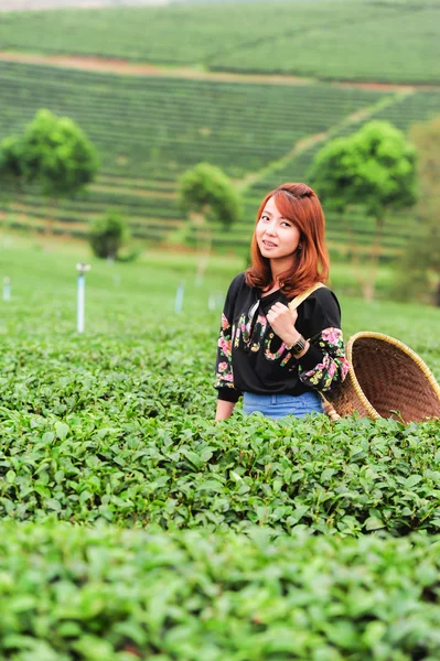 Asia beautiful Woman picking tea leaves in a tea plantation, hap