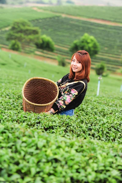 Asia beautiful Woman picking tea leaves in a tea plantation, hap