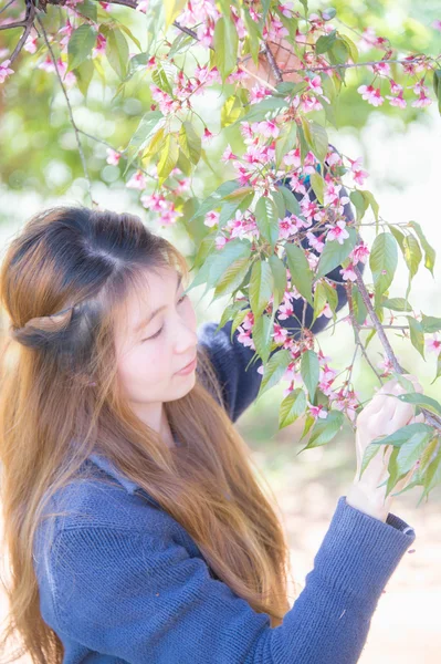 Asian woman with Himalayan Cherry Or Cherry blossom