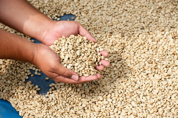 Dry coffee beans in farmer hand at plantation on Pha Hi mountrai
