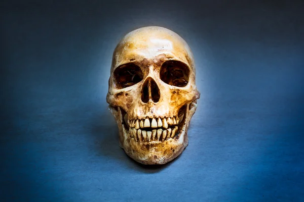 Human skull.