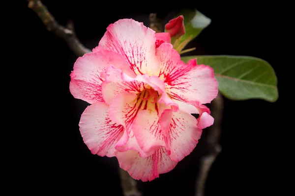 Desert rose or Pink Bignonia.