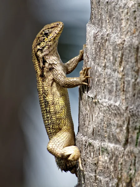 Closeup Northern Curtly Tailed Lizard with Stump Dropped Tail