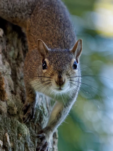 Eastern Gray Squirrel at Eye Level Staring