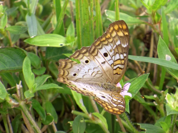 White Peacock Butterfly Wings Open Wildflower