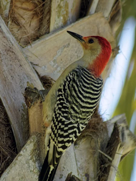 Red Bellied Woodpecker on Cabbage Palm Tree