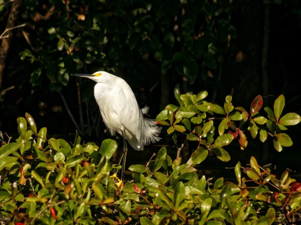 Snowy Egret Lost in Thought