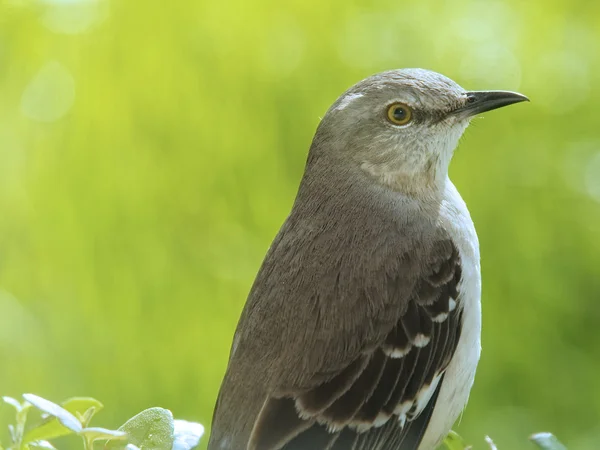 Close Up State Bird Northern Mockingbird