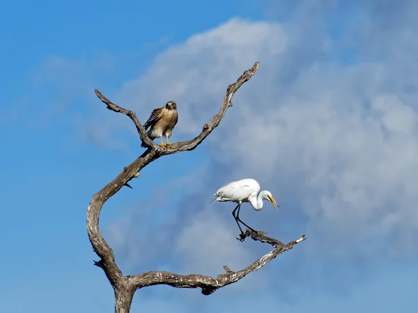 Red Shouldered Hawk with Squawking Great Egret