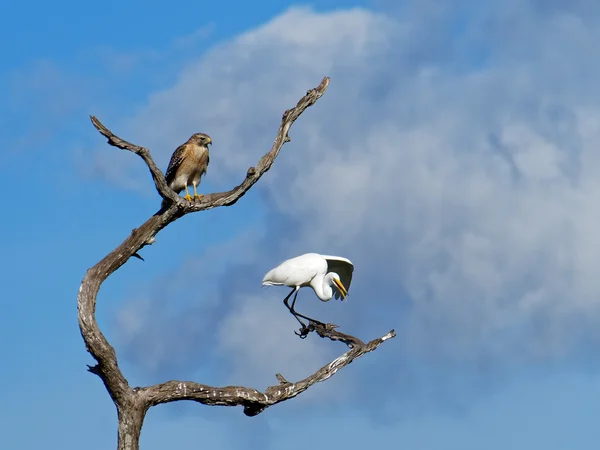 Red Shouldered Hawk Observing Squawking Great Egret With Outstre