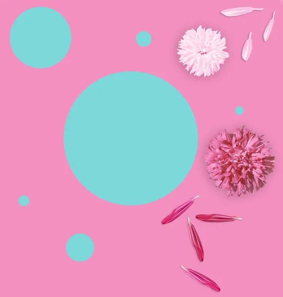 Pink aster, white aster and petals. Flat lay