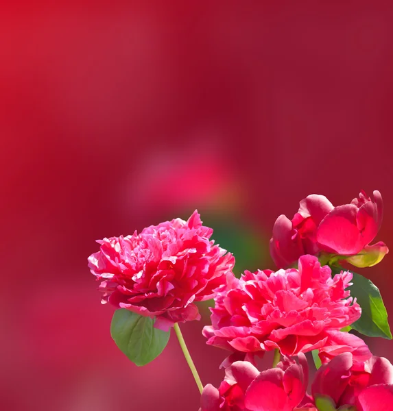Dark Red flower background. Red Peonies