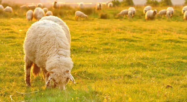 Flock of sheep grazing in a hill at sunset.