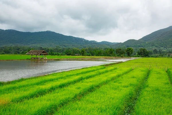 Green field of rice plant with water
