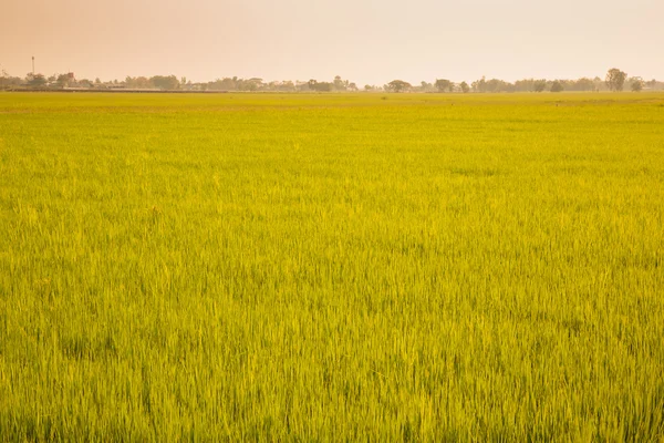 Rice field gold landscape background