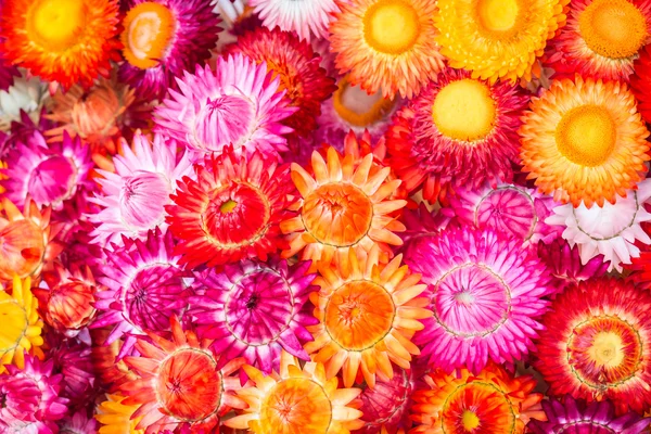 Colourful of paper flower for background