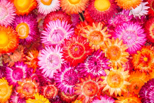 Colourful of paper flower for background
