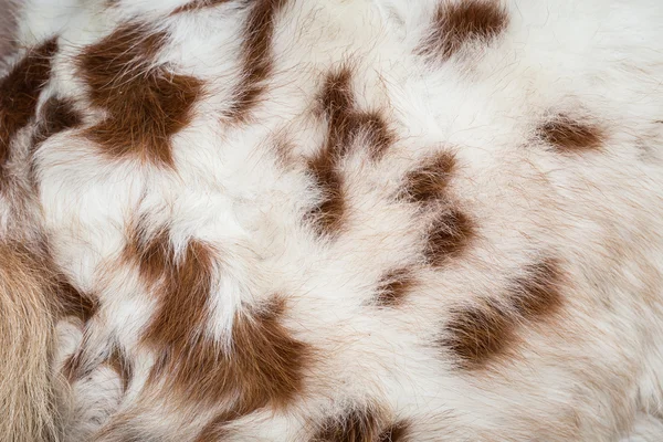 White horse fur texture for background