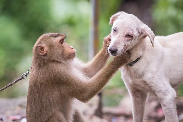 Monkey checking for fleas and ticks in the dog