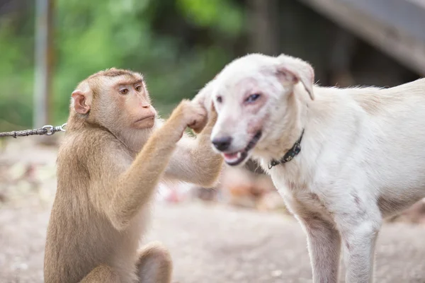 Monkey checking for fleas and ticks in the dog