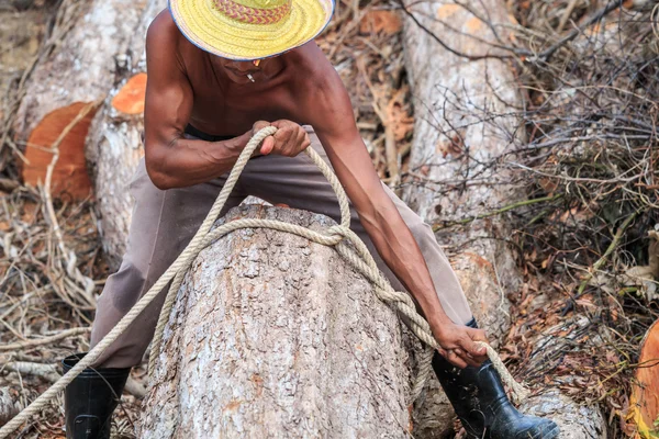 Thai worker tie a rope on trunk before  cutting trunk with chai