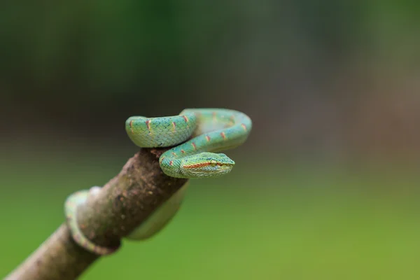 Green snake or Green pit viper in nature