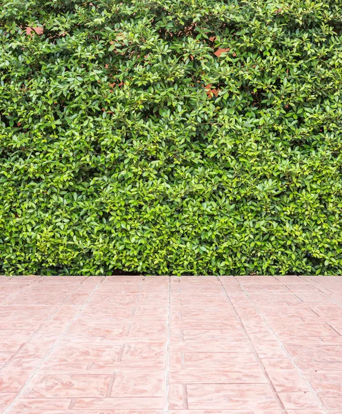 Floor tile and pattern of green plant wall texture