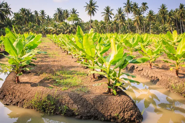 在泰国年轻香蕉树种植园 - 图库照片Phanuwat
