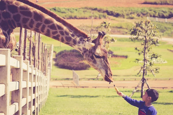 Thai boy come to feeding giraffe