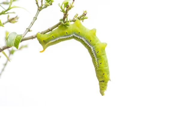 Macro green worm on the tree branch isolated on white