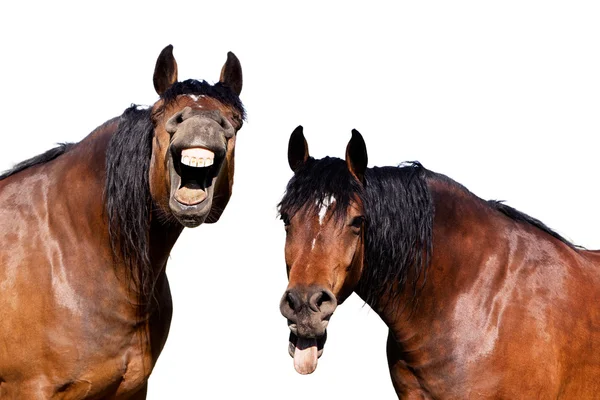 Laughing horses on isolated white background